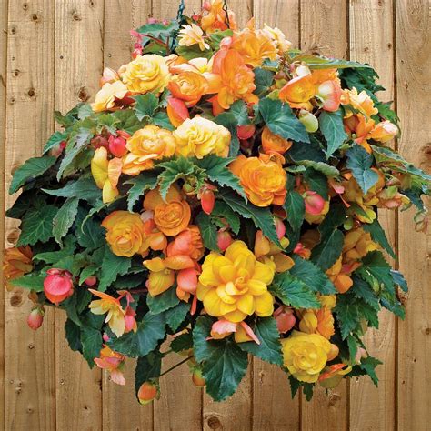 fragrant begonia for sale.